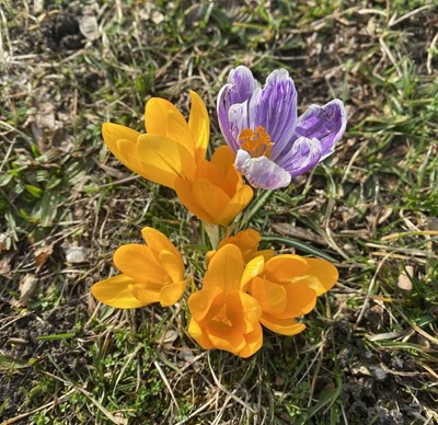 Авторский тур Карпаты – в поисках первоцветов Карпаты/Ивано-Франковск