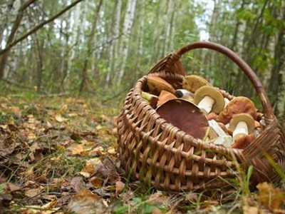 Авторський тур Грибний тур в Сорочинці + хутір Гоголя, вечорниці та сири Полтавська область/Великі Сорочинці