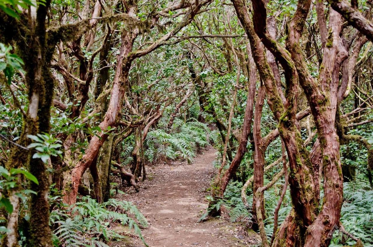Анага Тенерифе национальный парк