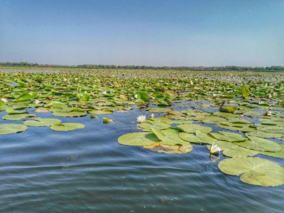 Авторский тур Прогулка по Днестру и отдых в сосновой роще Одесская область/Одесса