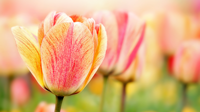 Авторський тур Тюльпанова казка - Кропивницький Кіровоградська область/Кропивницький