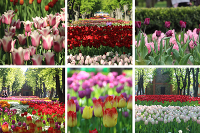 Авторський тур Тюльпанова казка - Кропивницький Кіровоградська область/Кропивницький