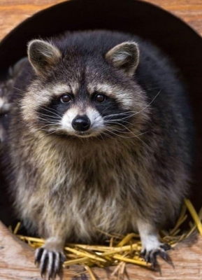 Авторський тур Єноти, Космос і Любов Карпати/Підгірці